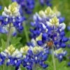 Texas Bluebonnet Seeds -High Country Gardens texas bluebonnet 1