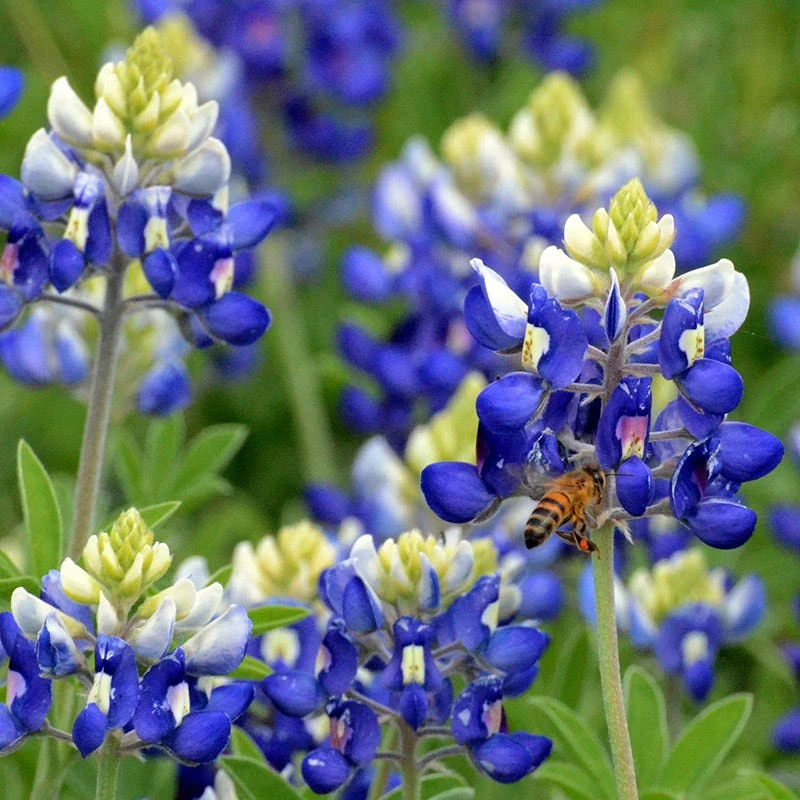 Texas Bluebonnet Seeds 3 Texas Bluebonnet Seeds