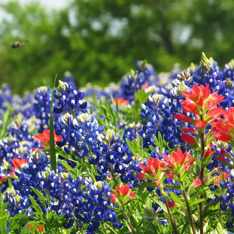 Texas Bluebonnet Seeds 5 Texas Bluebonnet Seeds - Image 3