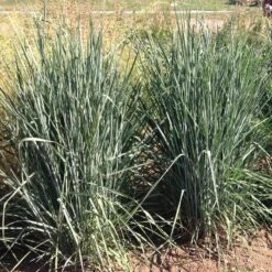 Thin Man Golden Prairie Grass -High Country Gardens thin man golden prairie grass