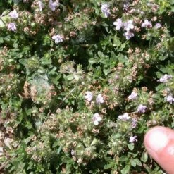Reiter Creeping Thyme -High Country Gardens thymus reiter foliage flowers
