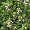 Fredo Garden Thyme 2 Fredo Garden Thyme -High Country Gardens thymus vulgaris fredo