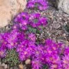 Tufted Ice Plant -High Country Gardens tufted ice plant 1