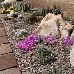 Tufted Ice Plant 9 Tufted Ice Plant -High Country Gardens tufted ice plant 3