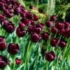 Queen Of The Night Single Late Tulip -High Country Gardens tulip queen of the night cropped 1