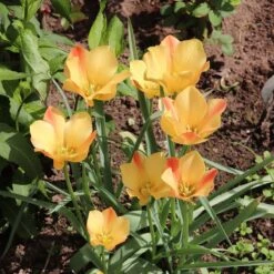 Magic Carpet Bulb Collection 11 Magic Carpet Bulb Collection -High Country Gardens tulipa batalinii bronze charm sq