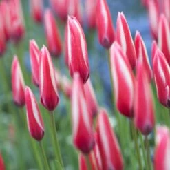 Peppermint Stick Tulip 10 Peppermint Stick Tulip -High Country Gardens tulipa clusiana peppermint stick closed both