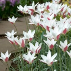 Peppermint Stick Tulip 9 Peppermint Stick Tulip -High Country Gardens tulipa clusiana peppermint stick open
