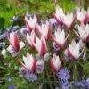 Peppermint Stick Tulip 2 Peppermint Stick Tulip -High Country Gardens tulipa clusiana peppermint stick with blue anemone