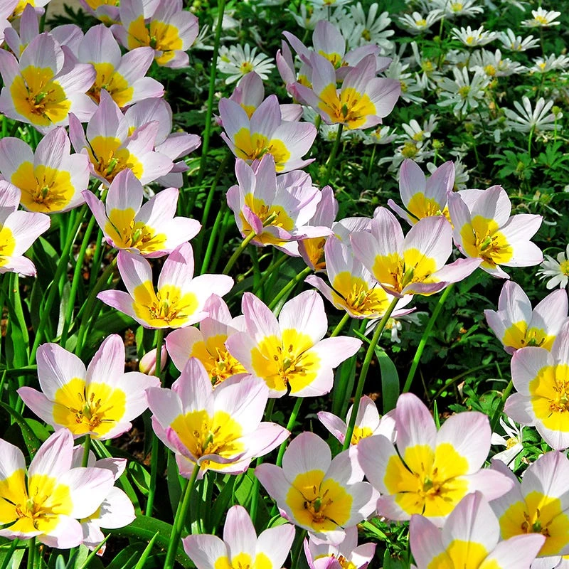 Magic Carpet Bulb Collection 4 Magic Carpet Bulb Collection - Image 2