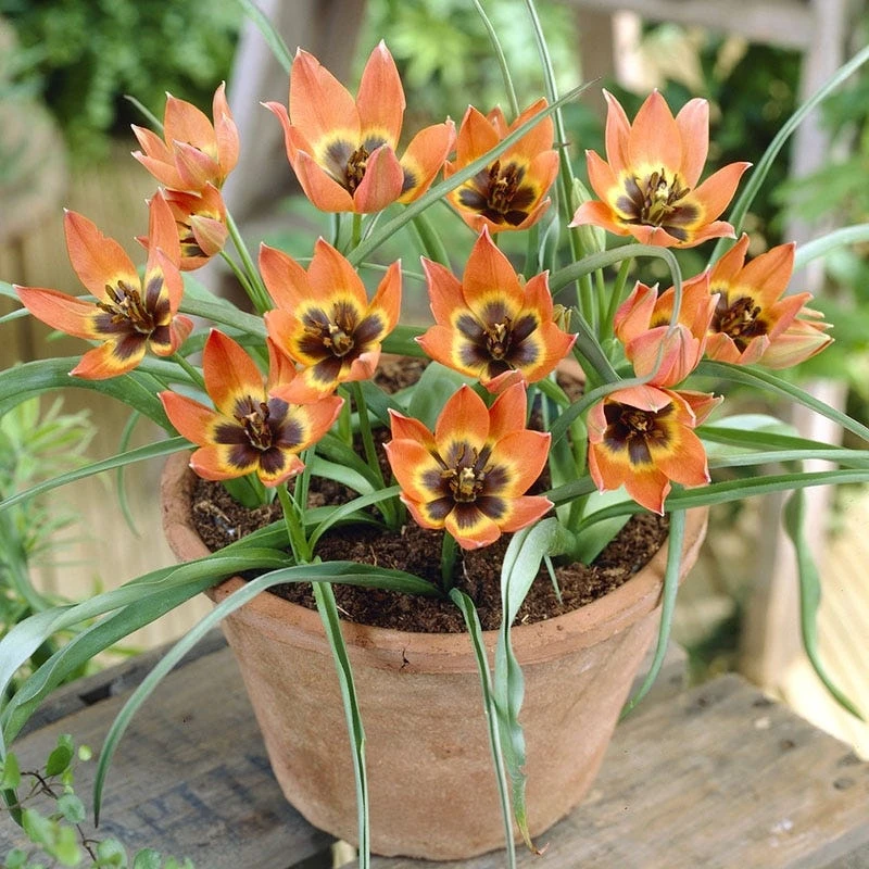 Little Princess Wildflower Tulip 3 Little Princess Wildflower Tulip