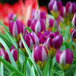 Jumbo Waterwise Garden Bulb Collection -High Country Gardens tulipa persian pearl wild tulip ibulb35703 sq