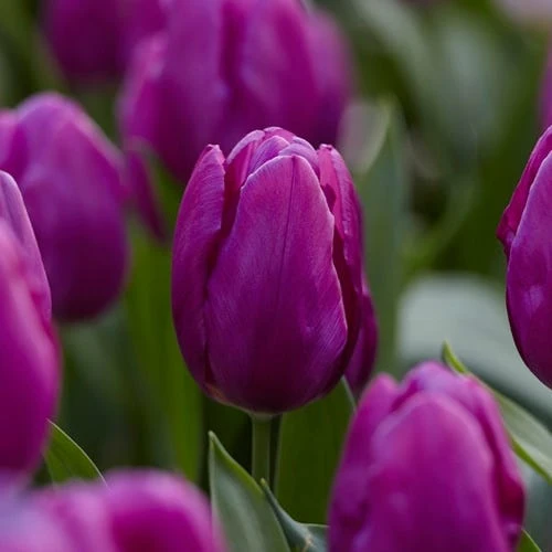 Purple Prince Single Early Tulip 3 Purple Prince Single Early Tulip