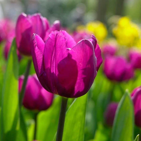 Purple Prince Single Early Tulip 4 Purple Prince Single Early Tulip - Image 2