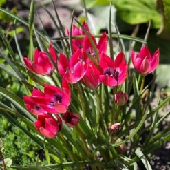 Little Beauty Wildflower Tulip 8 Little Beauty Wildflower Tulip -High Country Gardens tulipa humilis little beauty