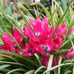 Little Beauty Wildflower Tulip 9 Little Beauty Wildflower Tulip -High Country Gardens tulipa humilis little beauty 2