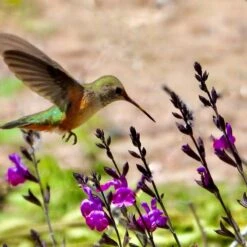 Ultra Violet Salvia -High Country Gardens ultra violet salvia 1