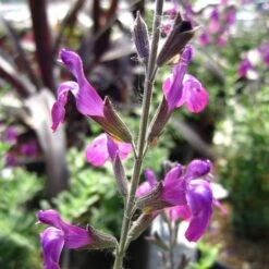 Ultra Violet Salvia -High Country Gardens ultra violet salvia 2