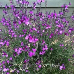 Ultra Violet Salvia -High Country Gardens ultra violet salvia 4