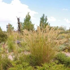 UNDAUNTED® Alpine Plume Grass -High Country Gardens undaunted alpine plume spring creek2