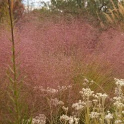 Watershed Wise Pre-Planned Garden 15 Watershed Wise Pre-Planned Garden -High Country Gardens undaunted red muhly grass cropped