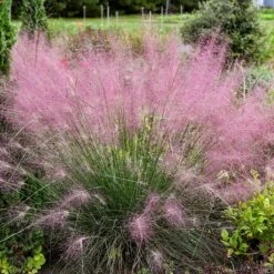 Rock Garden Collection 13 Rock Garden Collection -High Country Gardens undaunted ruby muhly grass credit walters gardens