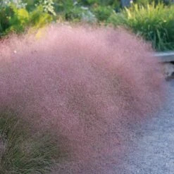 Soft Colors Inferno Strip Grass Collection -High Country Gardens undaunted ruby muhly grass sq