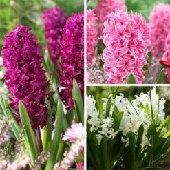 Classic Container Bulb Collection 10 Classic Container Bulb Collection -High Country Gardens valentine hyacinth mix 0 1