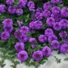 Valley Lavender® Plains Verbena 2 Valley Lavender® Plains Verbena -High Country Gardens verbena bipinnitifida valley lavender close up 2 2