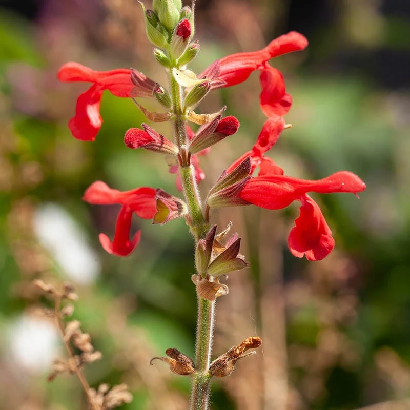 Vermilion Bluffs® Mexican Salvia 3 Vermilion Bluffs® Mexican Salvia