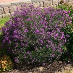 Summer's Swan Song Ironweed (Vernonia) 7 Summer's Swan Song Ironweed (Vernonia) -High Country Gardens vernonia summer swan song garden jim ault