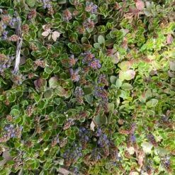 Thyme-Leaf Veronica -High Country Gardens veronica oltensis pr