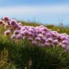Victor Reiter Armeria -High Country Gardens victor reiter sea thrift armeria martima flowering