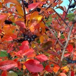 Habitat Shrub Collection For The West -High Country Gardens viking black chokeberry sq