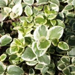 Big Leaf Vinca 9 Big Leaf Vinca -High Country Gardens vinca major shutterstock 346522652 cropped