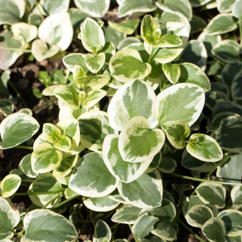 Big Leaf Vinca 6 Big Leaf Vinca - Image 4