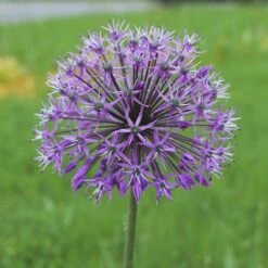 Deer & Rodent Resistant Bulb Collection 8 Deer & Rodent Resistant Bulb Collection -High Country Gardens violet beauty alium cropped