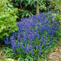Grape Hyacinth -High Country Gardens visi07653 muscari armeniacum cropped