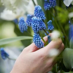 Grape Hyacinth -High Country Gardens visi159522 muscari cropped