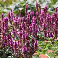 Rose Marvel Salvia 7 Rose Marvel Salvia -High Country Gardens visi183262 salvia rose marvel sq