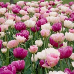 Double Late Tulip Mix 8 Double Late Tulip Mix -High Country Gardens visi34695 double late tulip mix cropped