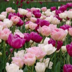 Double Late Tulip Mix 9 Double Late Tulip Mix -High Country Gardens visi34696 double late tulip mix cropped
