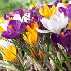 Dutch Crocus Mix 7 Dutch Crocus Mix -High Country Gardens visi50589 dutch crocus mix cropped