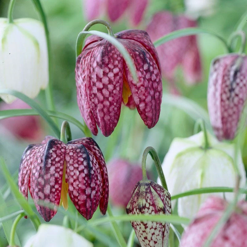Snake's Head Fritillary 3 Snake's Head Fritillary
