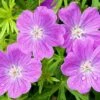 Vision® Violet Geranium 1 Vision® Violet Geranium -High Country Gardens vision violet geranium close up