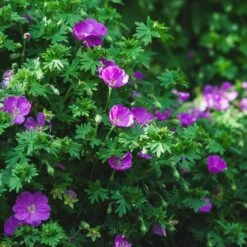 Vision® Violet Geranium -High Country Gardens vision violet geranium sq 1