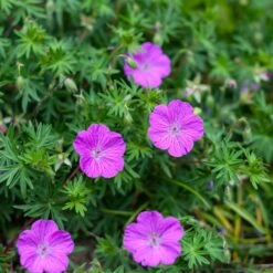 Vision® Violet Geranium -High Country Gardens vision violet geranium sq 1 1
