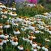 PowWow® White Echinacea -High Country Gardens walers gardens echinacea powwow white