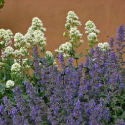 Walker's Low Nepeta 10 Walker's Low Nepeta -High Country Gardens walkers low nepta pollinator 1