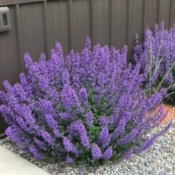 Walker's Low Nepeta 11 Walker's Low Nepeta -High Country Gardens walkers nepeta pr sidewalk